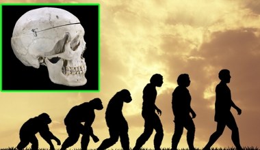 Brodę mają tylko ludzie. Zaskakujące pochodzenie ewolucyjne tej części żuchwy