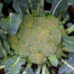 Brokuły na liście najzdrowszych warzyw świata 