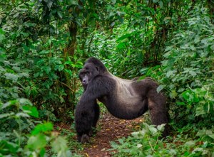 Broniła goryli za cenę życia. Dian Fossey mogła zginąć z rąk kata Tutsi