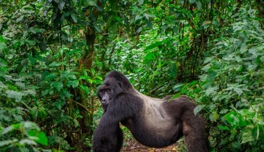 Broniła goryli za cenę życia. Dian Fossey mogła zginąć z rąk kata Tutsi