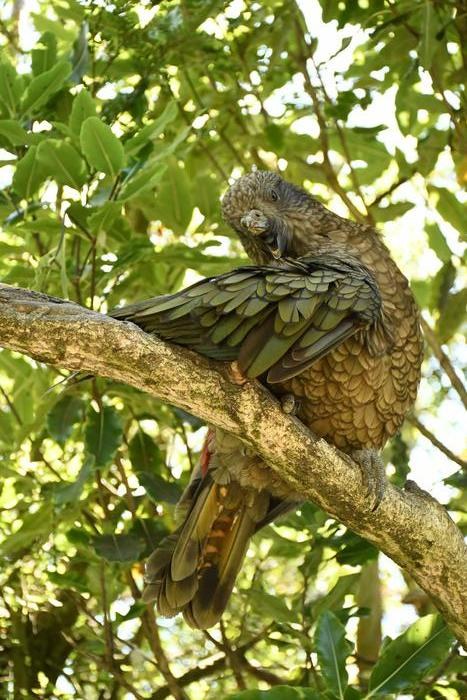 Bruce siedzący na drzewie i czyszczący swoje pióra /Ximena Nelson /