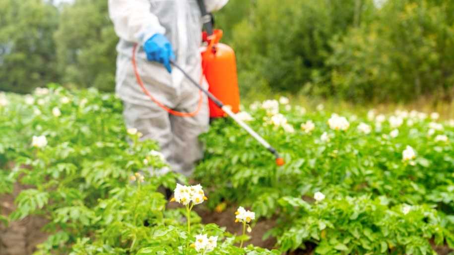Brudna dwunastka 2025: Które owoce i warzywa są najczystsze, a które najbardziej zanieczyszczone? /Shutterstock