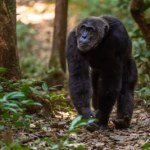 Brutalna wojna w sercu Afryki. Szympansy eliminują dawnych sojuszników