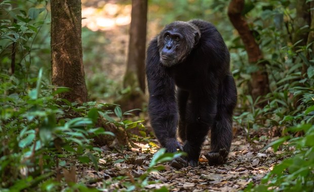 Brutalna wojna w sercu Afryki. Szympansy eliminują dawnych sojuszników