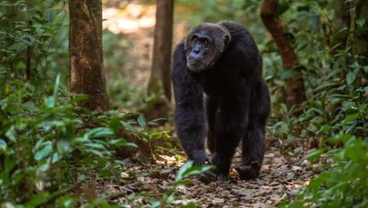 Brutalna wojna w sercu Afryki. Szympansy eliminują dawnych sojuszników