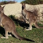 Brutalny atak kangura olbrzymiego. Kobieta musiała przejść operację