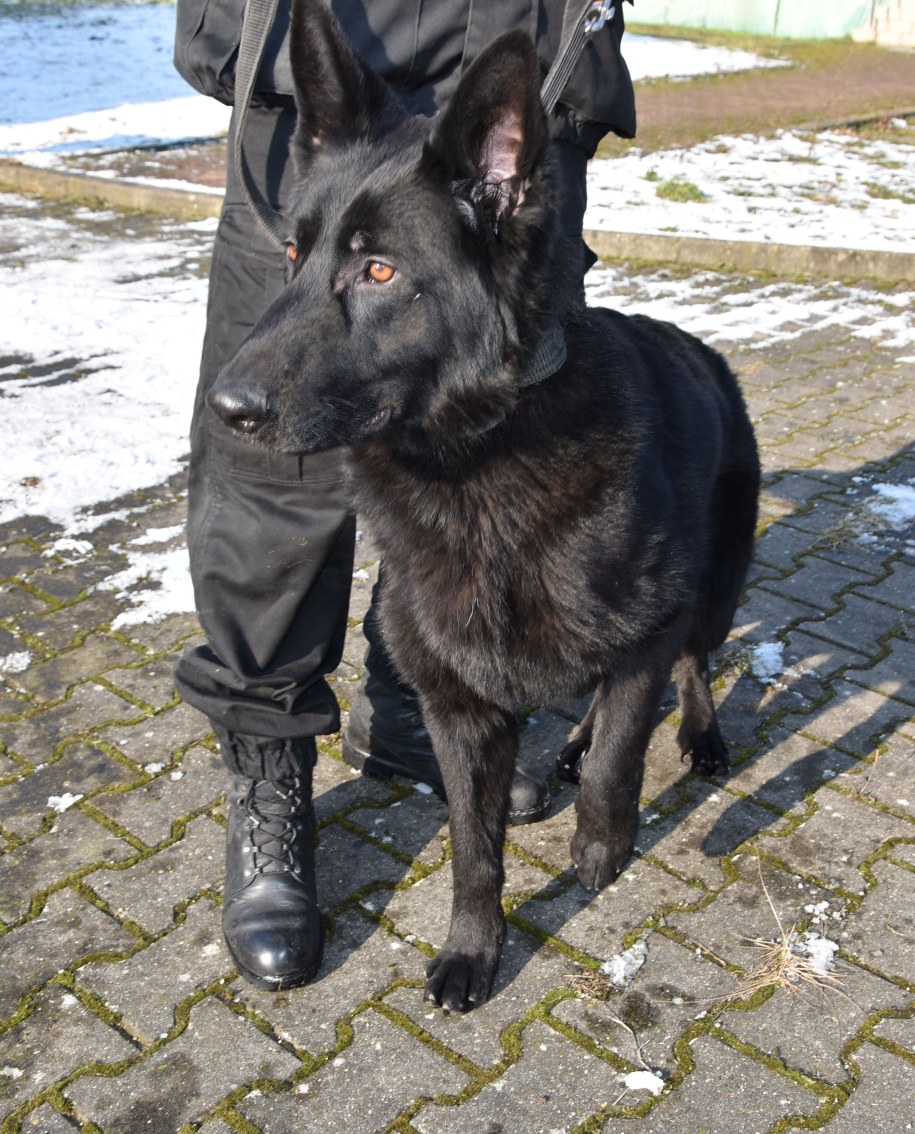 ​Brutus jest 11-letnim owczarkiem niemieckim /Policja
