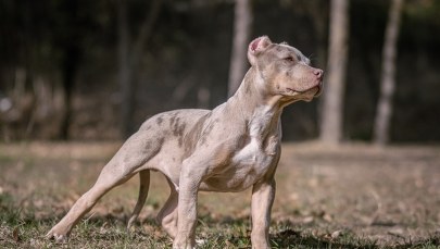 Brytyjczycy mają dosyć. Posiadanie psów tej rasy będzie zakazane