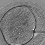 Brytyjscy naukowcy zmodyfikowali ludzkie zarodki