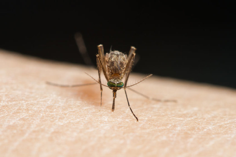 Brytyjscy naukowcy znaleźli sposób na irytujące komary /123RF/PICSEL
