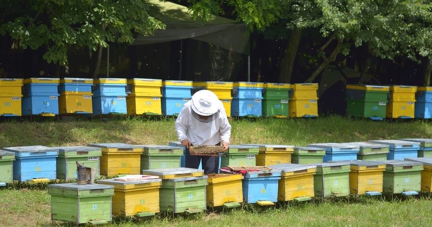 Brzęczenie relaksuje, a zapach, który towarzyszy wyciąganiu miodu, ma uzdrawiającą /123RF/PICSEL