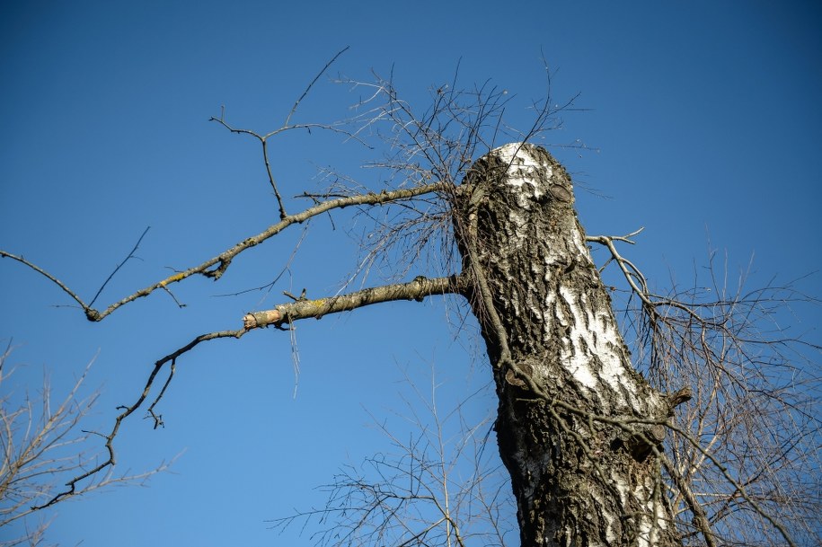 Brzoza, o którą zawadził polski tupolew, na miejscu katastrofy samolotu prezydenckiego Tu-154M /Wojciech Pacewicz /PAP