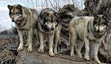 Brzozów: Agresywne wilki otoczyły mężczyznę w lesie