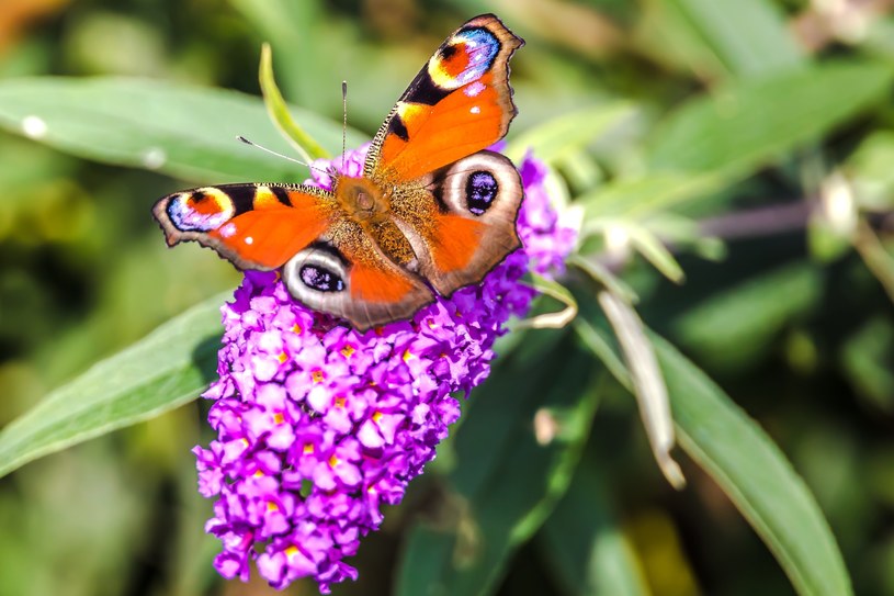 Budleja Dawida przyciągnie do twojego ogrodu całą chmarę pięknych motyli /Pixel