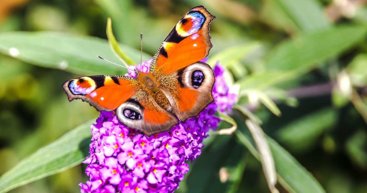 Budleja Dawida przyciągnie do twojego ogrodu całą chmarę pięknych motyli /Pixel