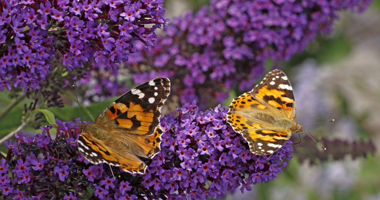 ​Budleja Dawida to roślina uwielbiana przez ogrodników i... motyle. Co warto wiedzieć na jej temat? /123RF/PICSEL