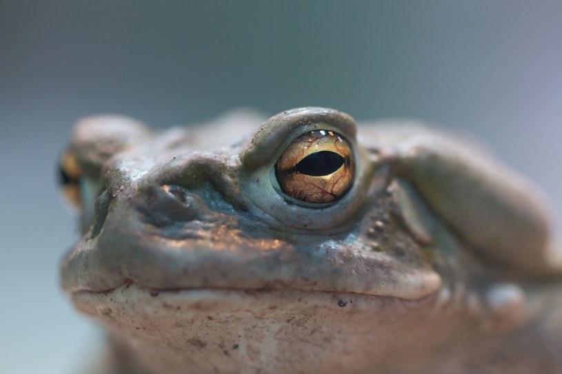 Bufo Alvarius to ropucha, która potrafi wydzielać psychodeliczną substancję /123RF/PICSEL