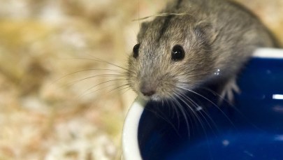 Bugaj na blogu: Petru i lemingi 