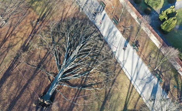 ​Buk czerwonolistny na razie zostanie na Plantach