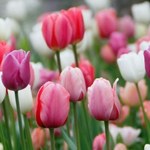 Bukiet tulipanów za 1 zł w Lidlu! Hitowa promocja potrwa tylko jeden dzień!
