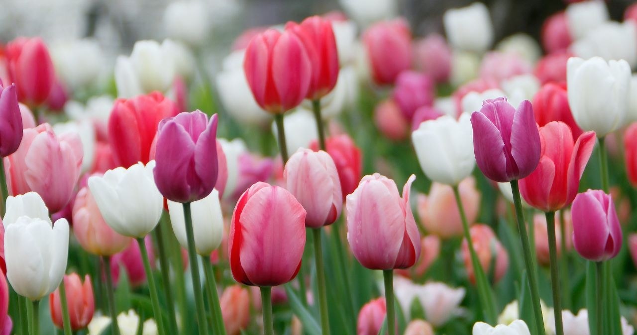 Bukiet tulipanów za 1 zł w Lidlu! /adobestock /INTERIA.PL