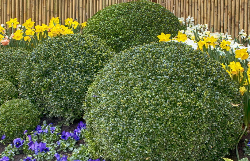 Bukszpan może stanowić piękną ozdobę ogrodu. Jest wspaniałym tłem dla innych, dekoracyjnych roślin i możesz stworzyć z niego okazały żywopłot /123RF/PICSEL