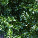 Bukszpan zmarniał przez zimę? Tak przywrócisz mu wigor