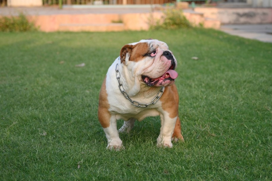 Buldog angielski /Shutterstock