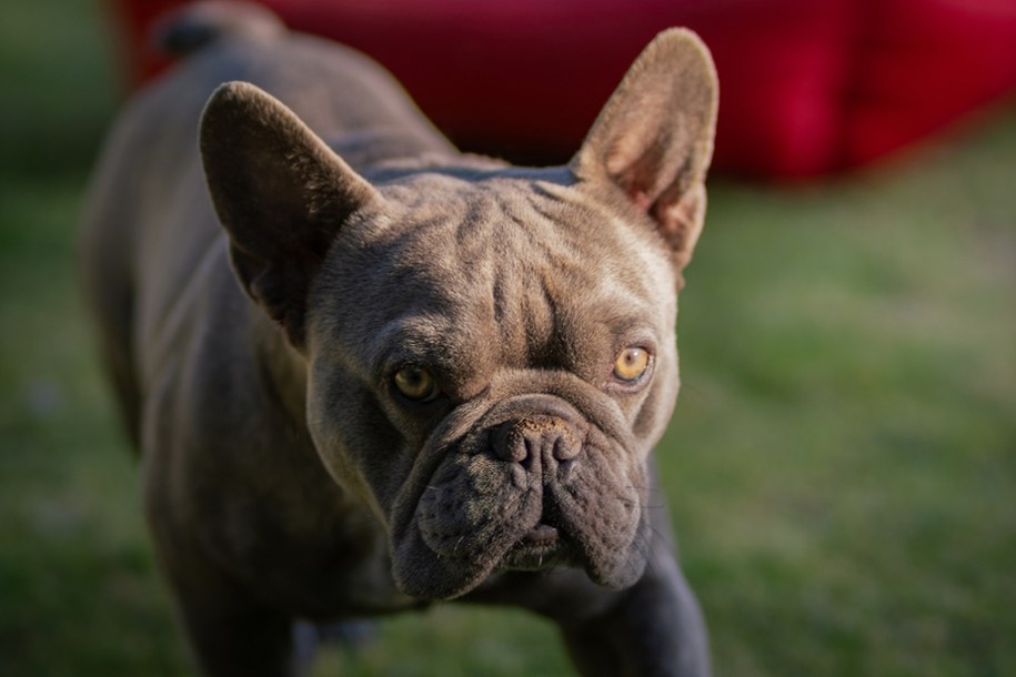 Buldog francuski - zdjęcie ilustracyjne /Shutterstock