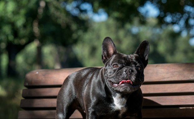 Buldożek francuski. Jego słodki wygląd jest objawem choroby...