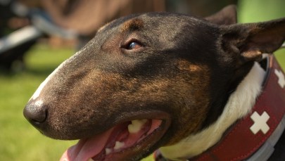 Bulterier zaatakował rowerzystę. Właścicielka jechała obok 