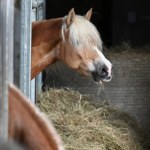 stadnina Bulwersujące nagrania. "Tak traktuje konie sędzia jeździecka"