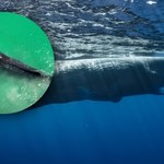 Bulwersujące wideo z Australii. Dotykali bezbronnego wieloryba