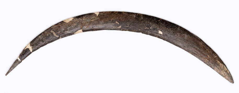 Bumerang z Jaskini Obłazowej /Muzeum Archeologiczne w Krakowie /