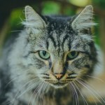 Bure kotki najzdrowsze na świecie? Oto co oznaczają ich pręgi