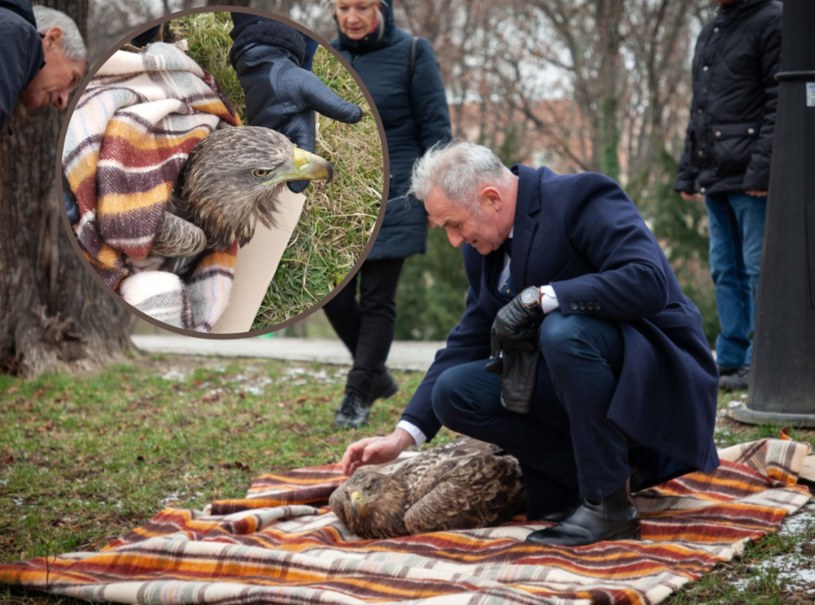 Burmistrz Brzegu Jerzy Wrębiak fotografował się z chorym bielikiem /Urząd Miasta w Brzegu /