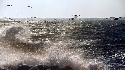 Burmistrz Helu chce czasowo zamknąć półwysep dla turystów 