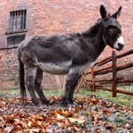 Burmistrzowie protestowali… na osłach