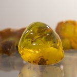 bursztyn Bursztyn sprzed 112 mln lat odsłania ekosystem dawnej Gondwany