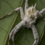 Bursztyn z Azji skrywał mroczną tajemnicę. Grzyb zamieniał ofiary w zombie