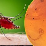 Bursztynowa kapsuła czasu: Larwa komara z czasów dinozaurów 