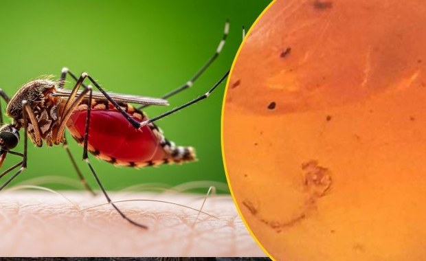 Bursztynowa kapsuła czasu: Larwa komara z czasów dinozaurów 