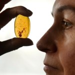 bursztyn Bursztyny jak z "Parku Jurajskiego" to już nie fikcja. Można już to robić