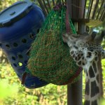Burza o siano dla zwierząt w zoo w Warszawie. Jest z Polski czy z Niemiec?