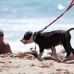 odpowiedzialność Burza po apelu gminy. Plakat "Nie wprowadzaj psów na plażę" podzielił internautów