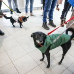 Burza wokół schronisk w Polsce. "Teraz ruch należy do rządu"