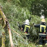 Burze na Podkarpaciu. Połamane drzewa, uszkodzone auta