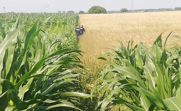 "Buszujący w zbożu". Mężczyzna uciekał nago przez pole kukurydzy