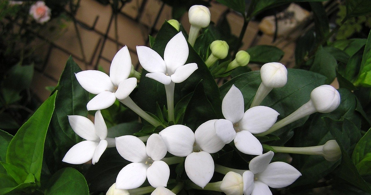 Buwardia to piękna roślina balkonowa, idealna alternatywa dla surfinii czy pelargonii /Pixabay.com
