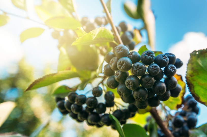 By aronia obficie owocowała, potrzebuje jedynie dużo słońca /123RF/PICSEL